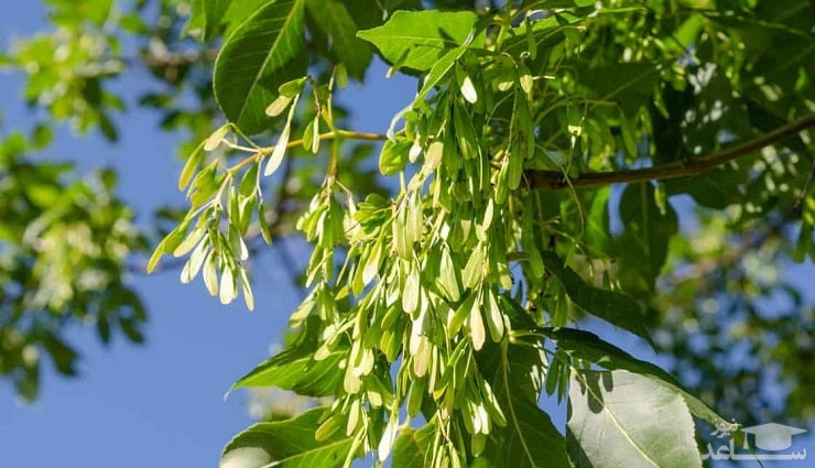 آشنایی با خواص مفید زبان گنجشک