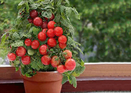 کاشت گوجه فرنگی