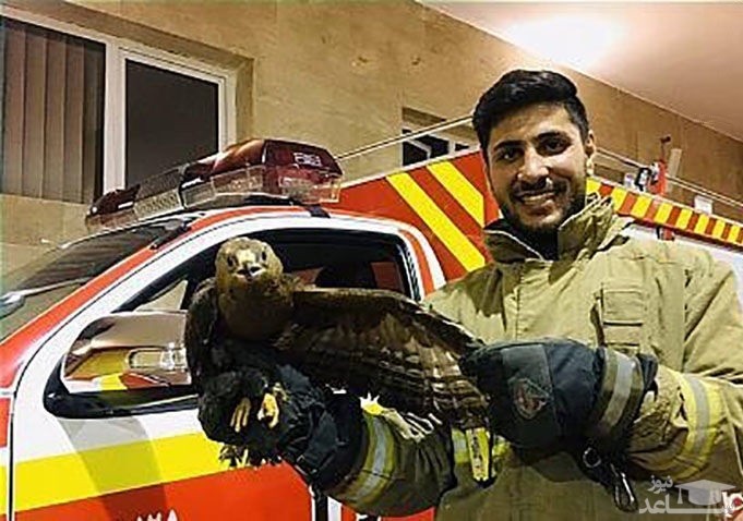 وحشت خانواده تهرانی از عقاب در حیاط خانه شان/  بلوار ارتش