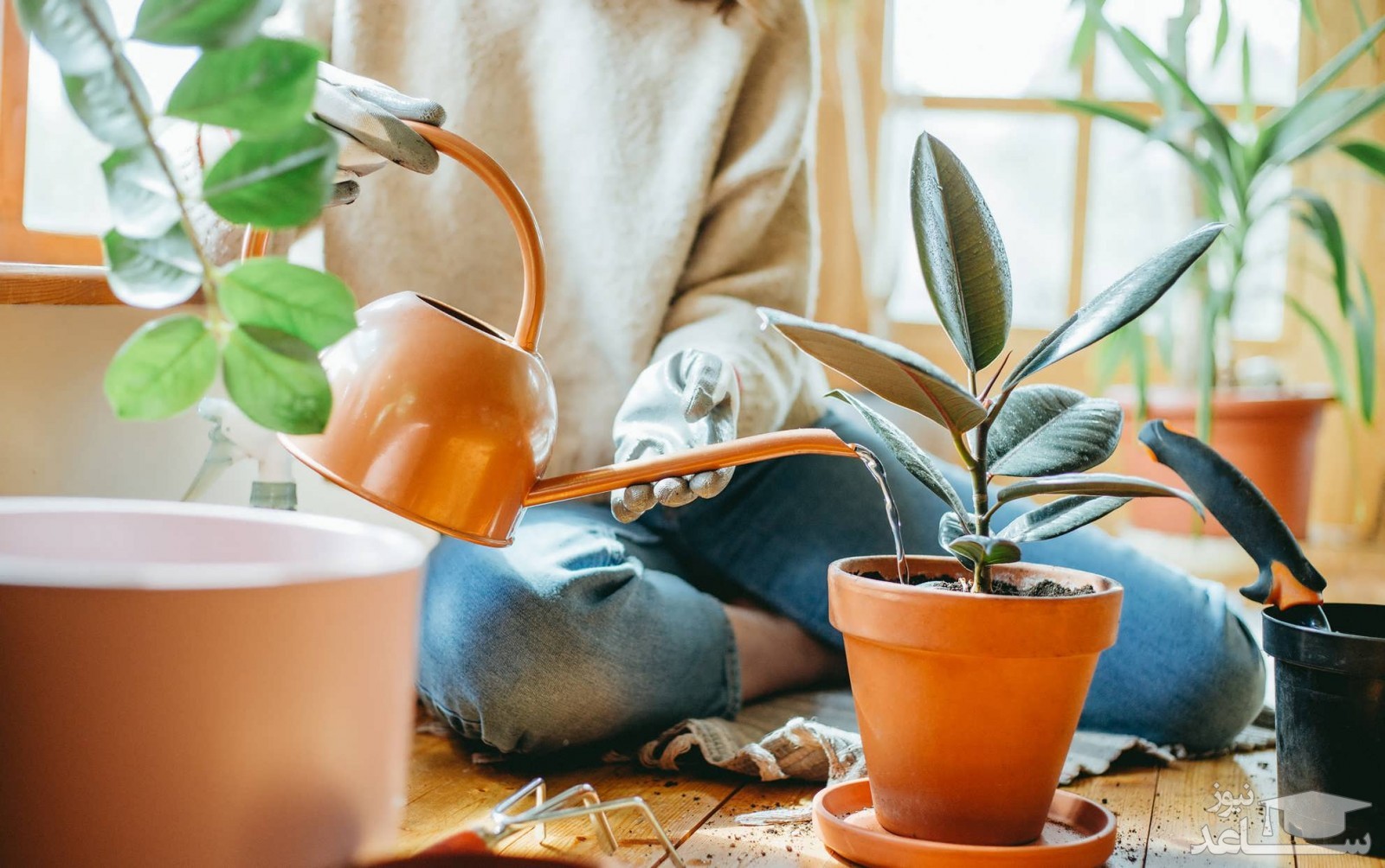 آبیاری گل ها و گیاهان آپارتمانی به روش صحیح و اصولی