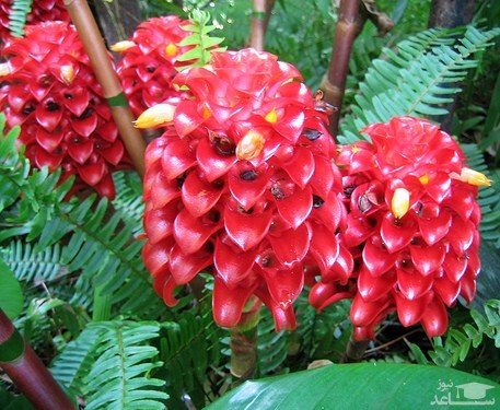 گیاه مارپیچ زنجبیلیان