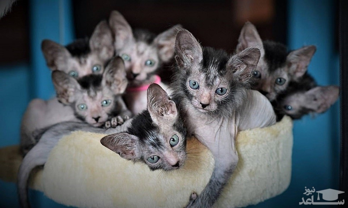 گربه های زشتی که بیشتر از 40 میلیون تومان قیمت دارند!