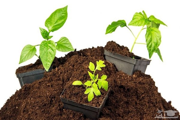 پوستر تاثیر خاک در رشد گیاهان