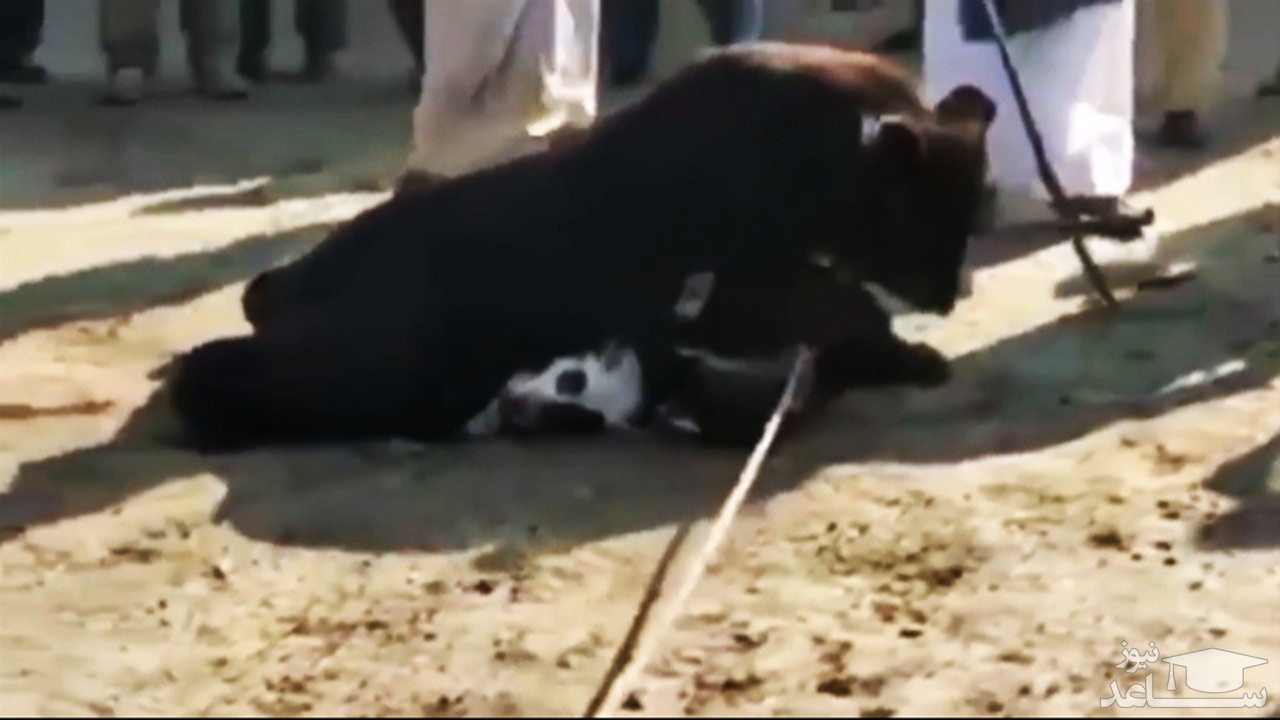 (فیلم) انداختن یک خرس به جان سگ‌ها در مسابقه‌ای وحشیانه
