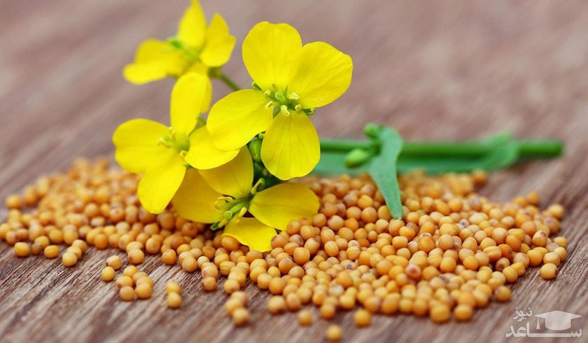 ویژگی ها و خواص دانه خردل