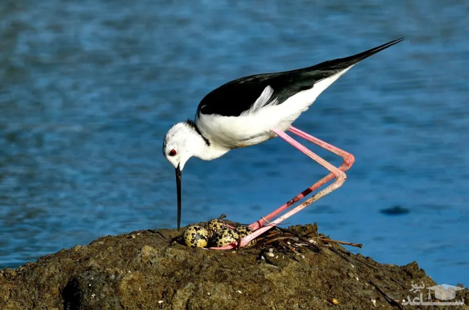 تالابی در تایوان