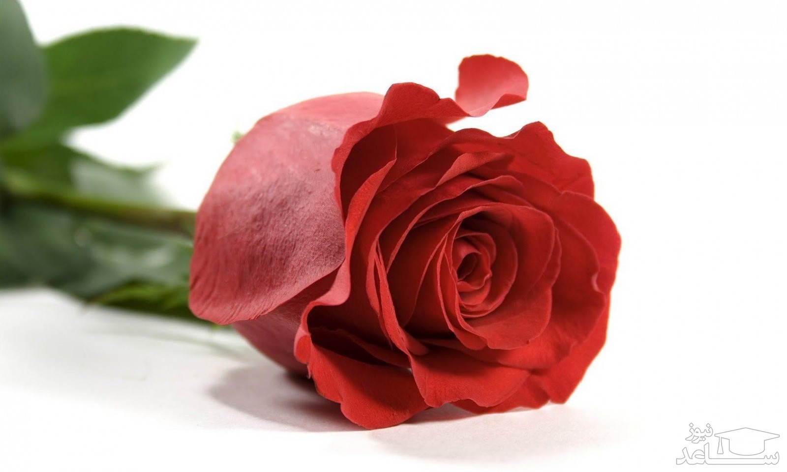 زیباترین متن ادبی و احساسی در مورد گل رز