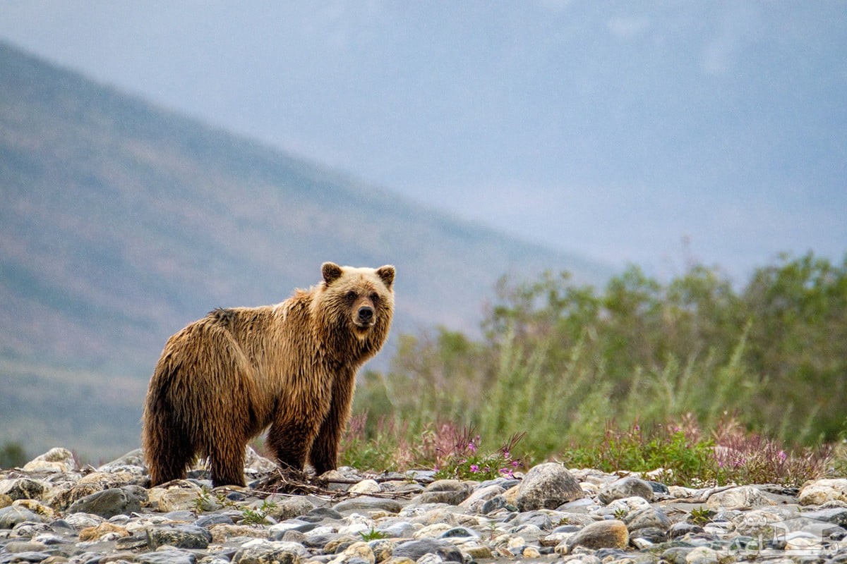 (فیلم) تمرینات عجیب و سخت در برف همراه با خرس قهوه ای