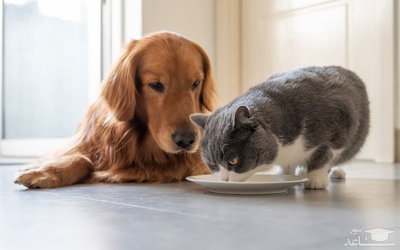 علل و علائم مسمومیت سگ و گربه و روش های درمان