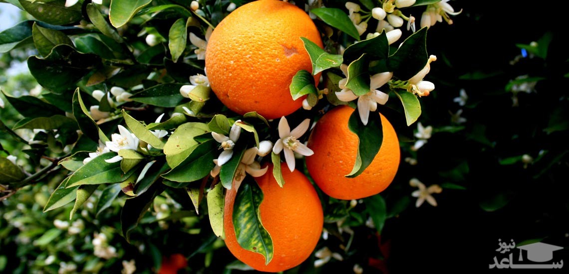 خواص میوه نارنج، از درمان سرماخوردگی تا تقویت سیستم ایمنی