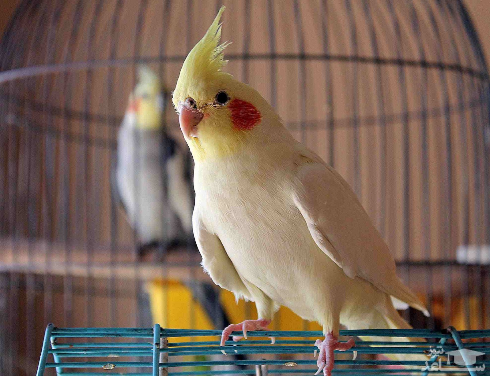 کدام مواد غذایی باعث مسموم شدن پرنده می شود؟