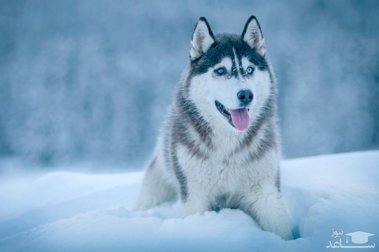 مشخصات و ویژگی های سگ نژاد هاسکی سیبرین (Siberian Husky)