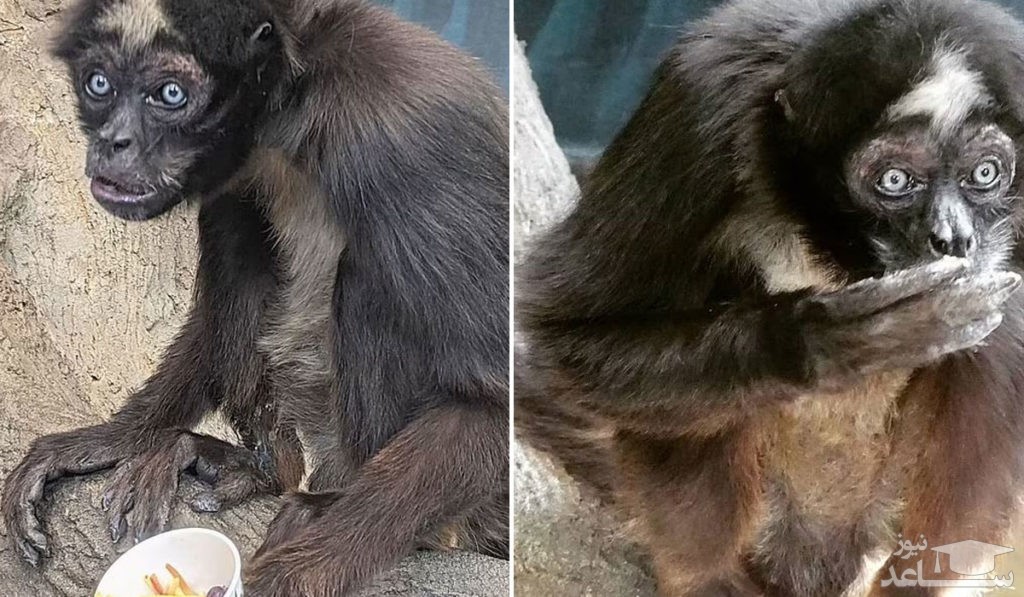 الویس ۶۰ ساله پیرترین میمون عنکبوتی جهان شد + ویدیو