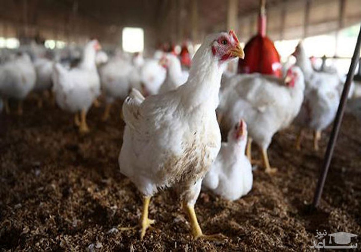 تخم‌مرغ کیلویی ۱۲ هزارتومان به شرط تامین ۱۰۰ درصدی خوراک طیور!