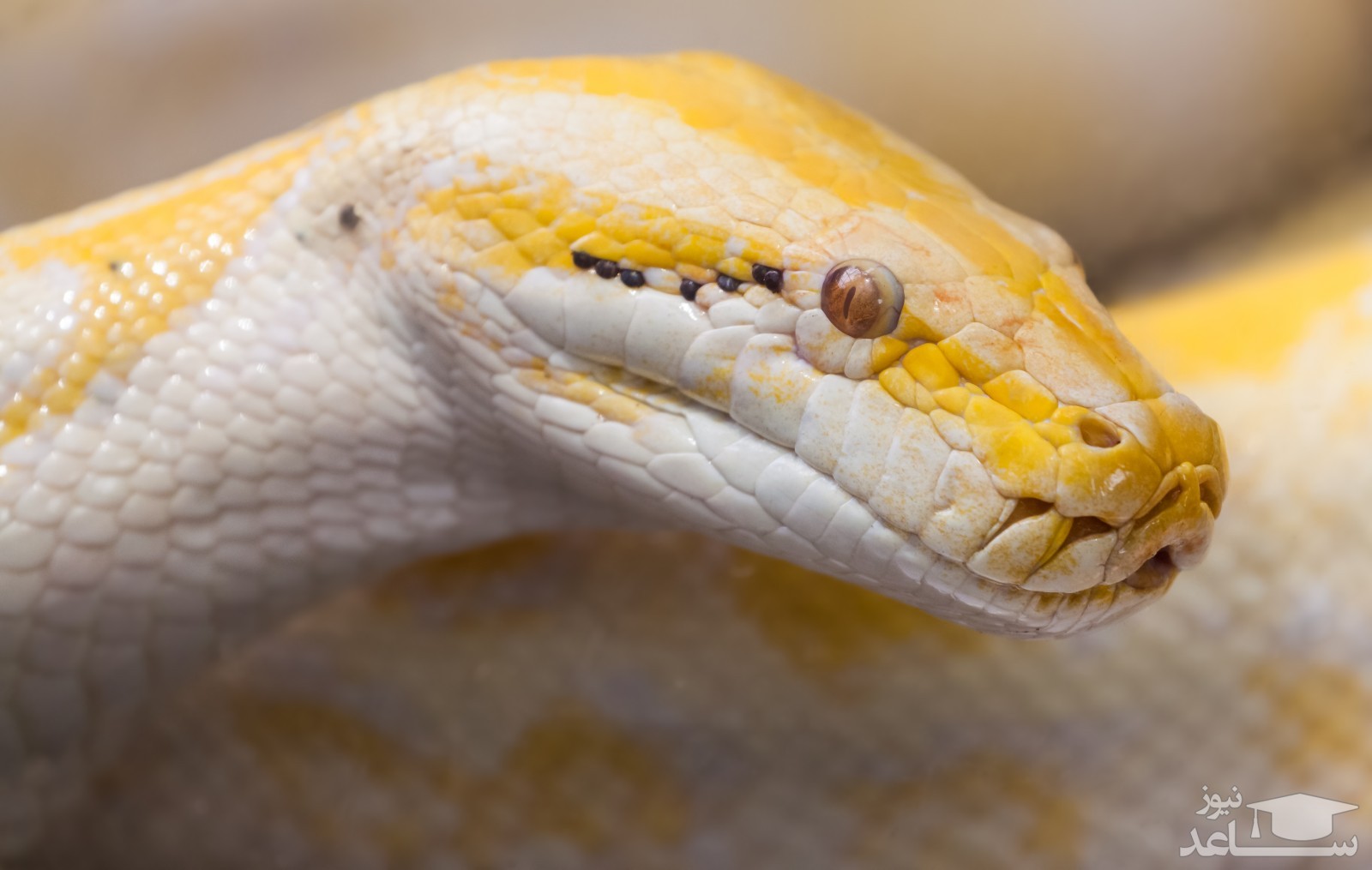 (فیلم) ترسناکترین مار جهان