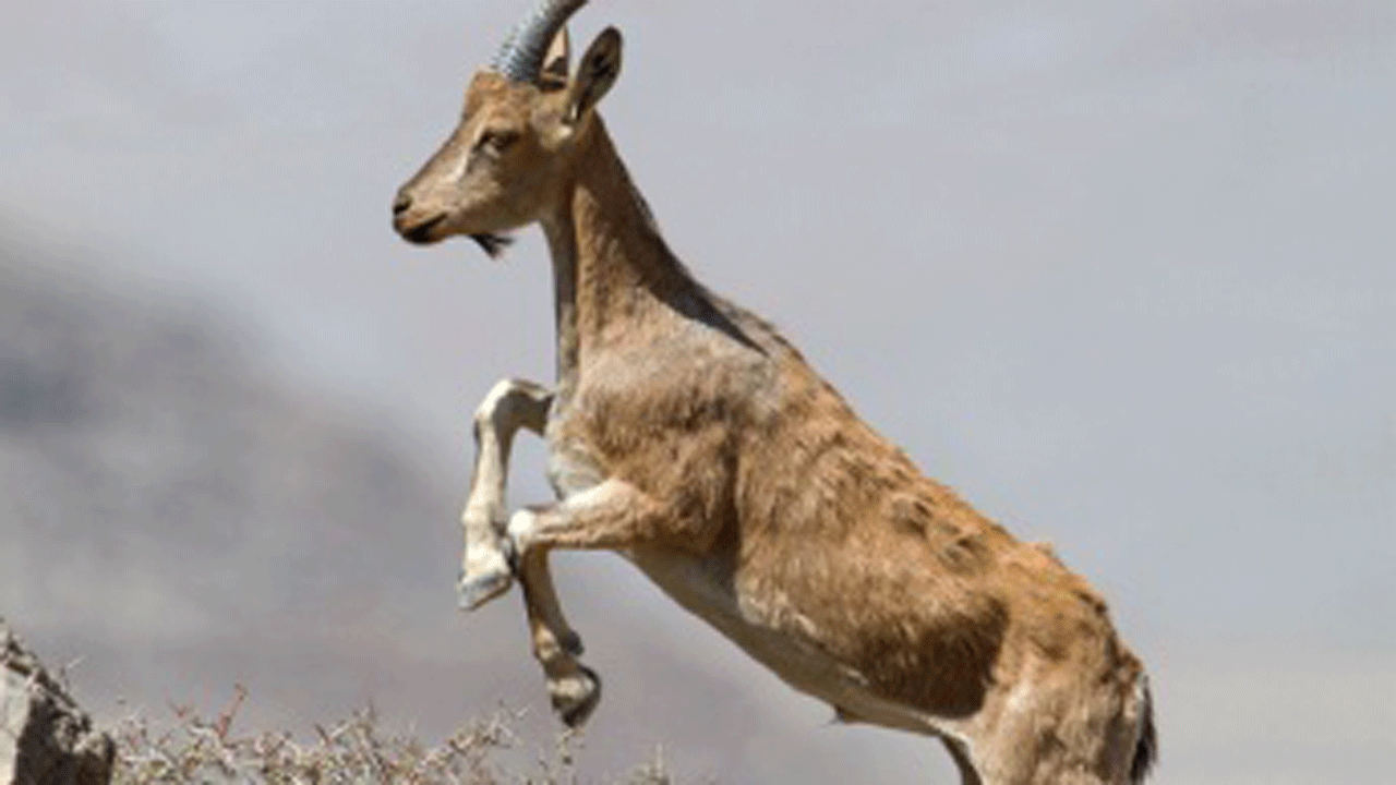 (فیلم) مقاومت بزهای کوهی بر دیواره سنگ در برابر سگ های وحشی 