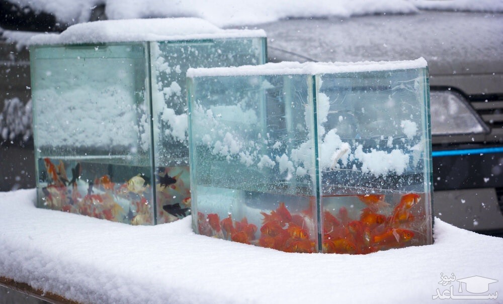 جشن نوروز در سرزمین اسلاوها ، "سیاه رودبار" و ...