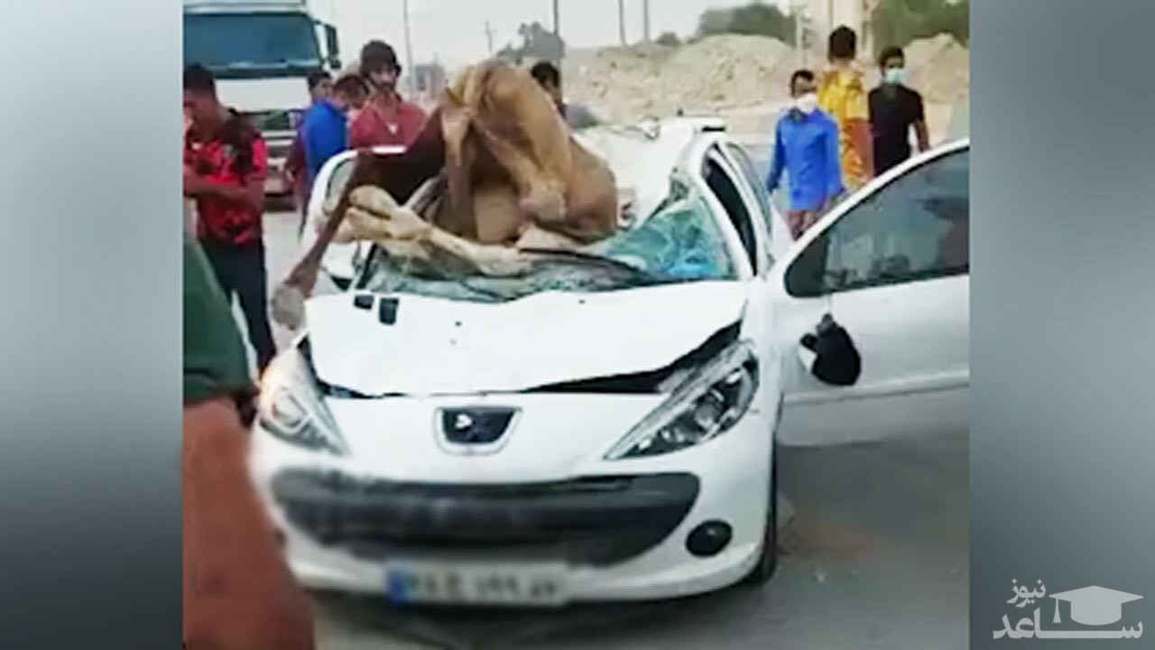 (فیلم) تصادف مرگبار خودروی 207 با شتر!