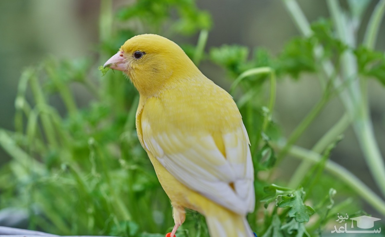 راهنمای خرید قناری خوب و سالم