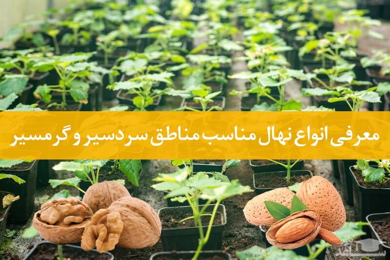 مناسب ترین نهال در مناطق سردسیر و گرمسیر در ایران