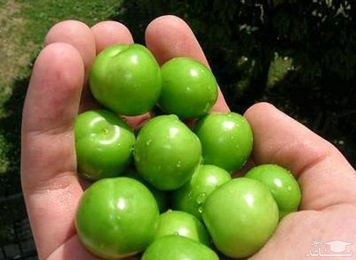 روش تهیه دلال گوجه سبز