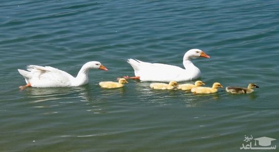 دانلود آهنگ غاز برای کودکان از افکت صوتی انسان و موجودات زنده