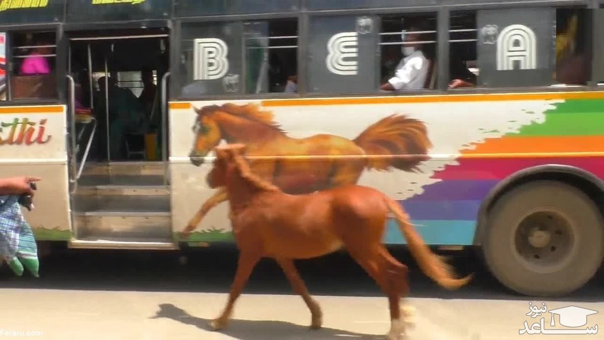 (فیلم) کره اسبی که عکس روی اتوبوس را با مادرش اشتباه گرفت!