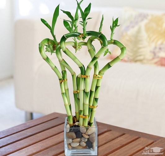 نحوه مراقبت و نگهداری از گیاه بامبو