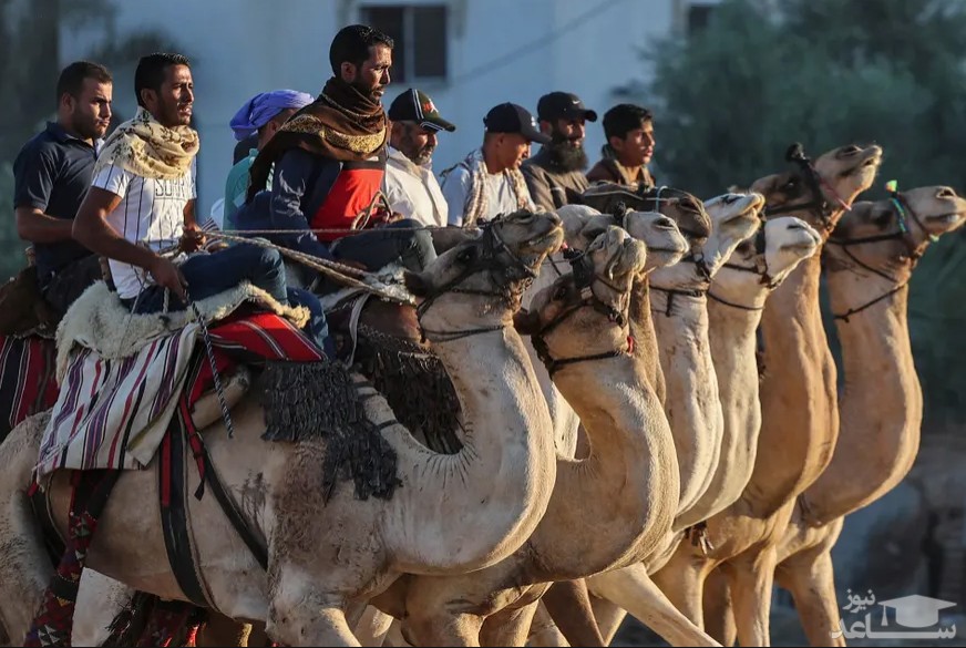 مسابقه شترسواری در غزه