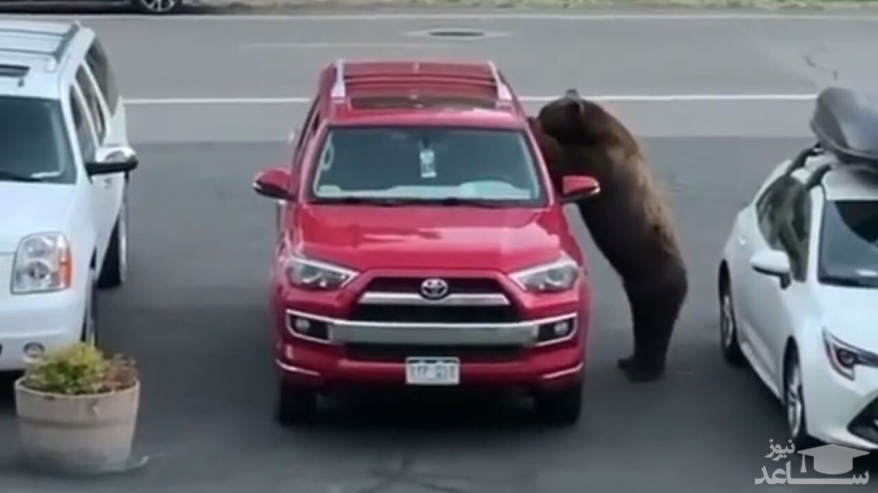(فیلم) لحظه ورود خرس کنجکاو به یک خودرو