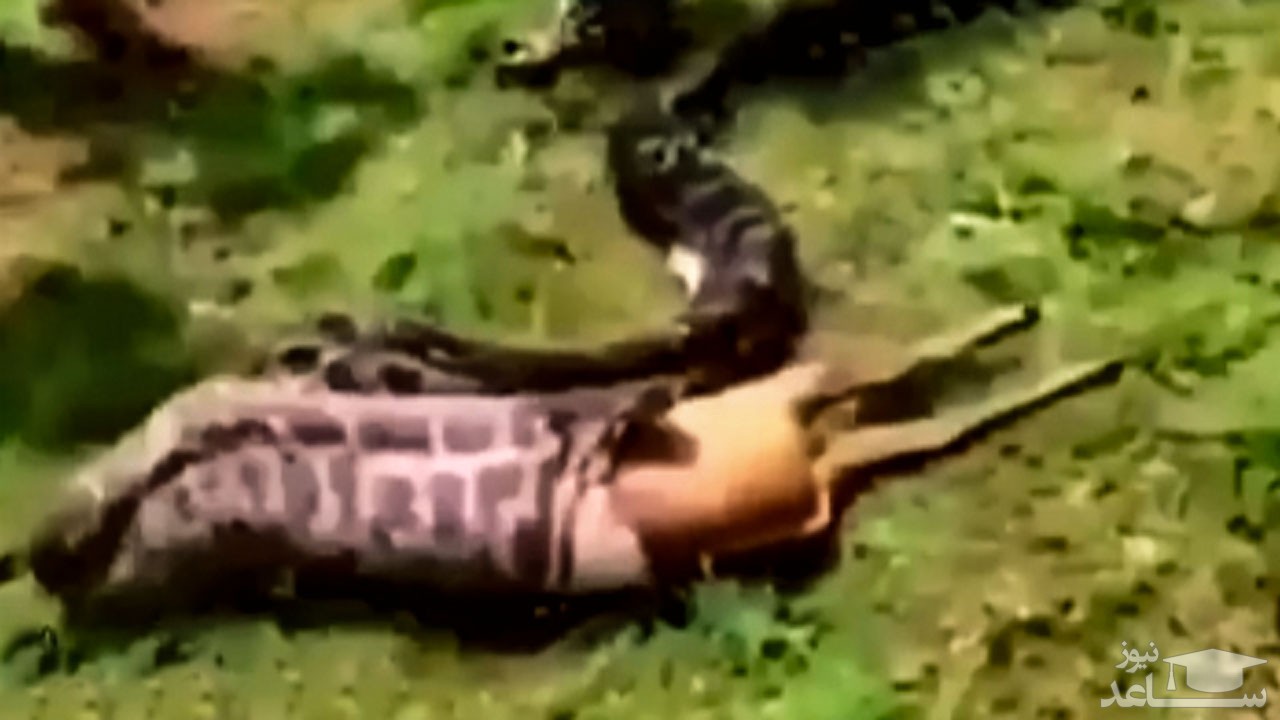 (فیلم) لحظه ناباورانه بلعیده شدن یک آهوی بزرگ توسط مار! 