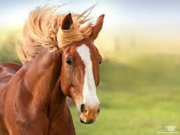 دانلود آهنگ اسب 5 از افکت صوتی انسان و موجودات زنده