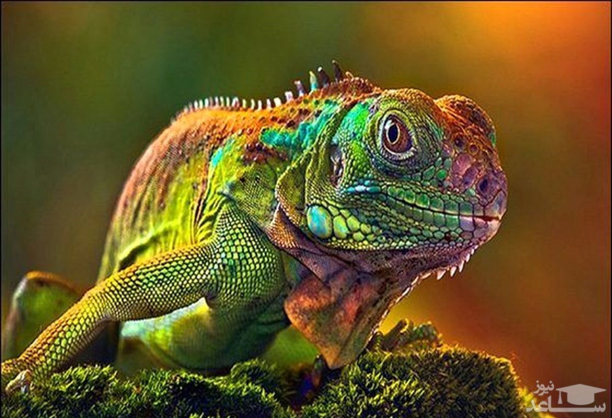 این مارمولک چقدر زیباست!؟