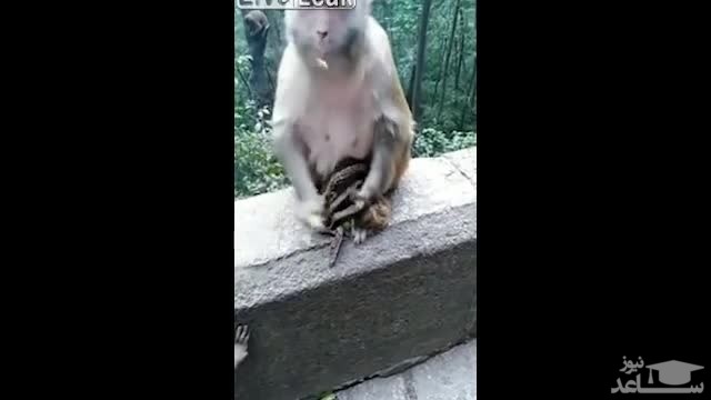(فیلم) میمونی که از جسد فرزندش دل نمی‌کند!