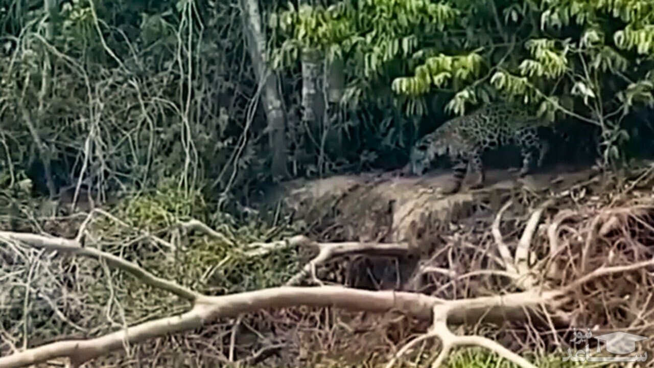 (فیلم) فرار ناباورانه جگوار از چند سمور شجاع
