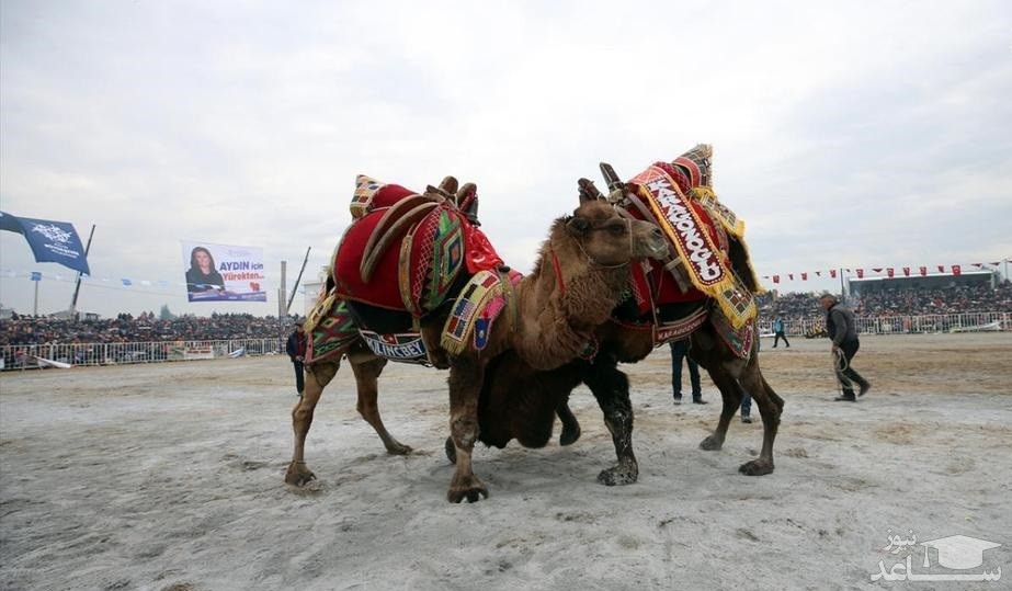 (تصاویر) جام جهانی کشتی شترها با حضور جمعی از شترهای کشتی‌گیر برگزار شد!!!