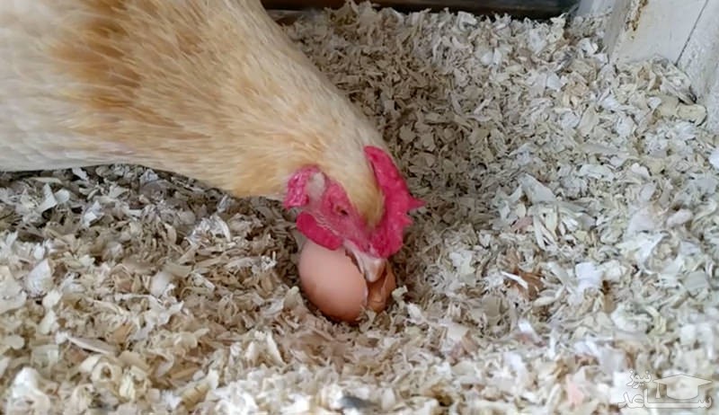 چرا مرغ تخم خود را میخورد؟