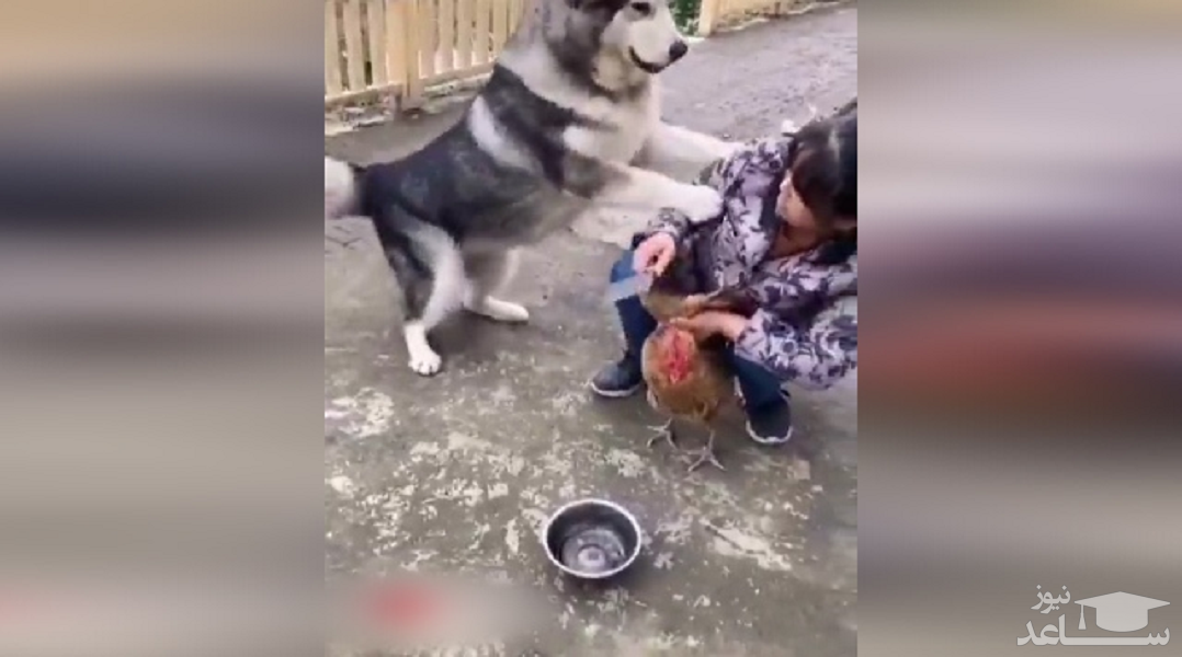 (فیلم) جلوگیری جالب یک سگ از سر بریدن مرغ 