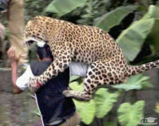 حمله پلنگ به مرد ۴۵ ساله در بابل