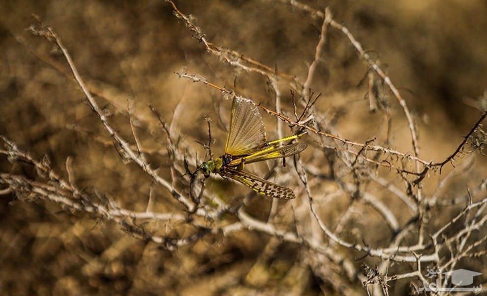تصویر