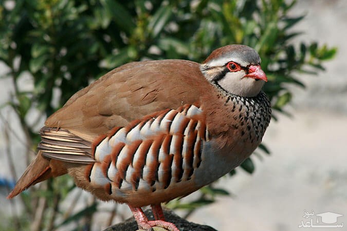 دانلود آهنگ کبک از افکت صوتی انسان و موجودات زنده