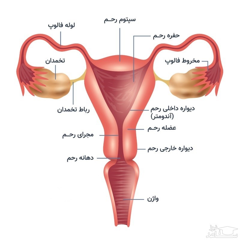 آناتومی رحم زنان