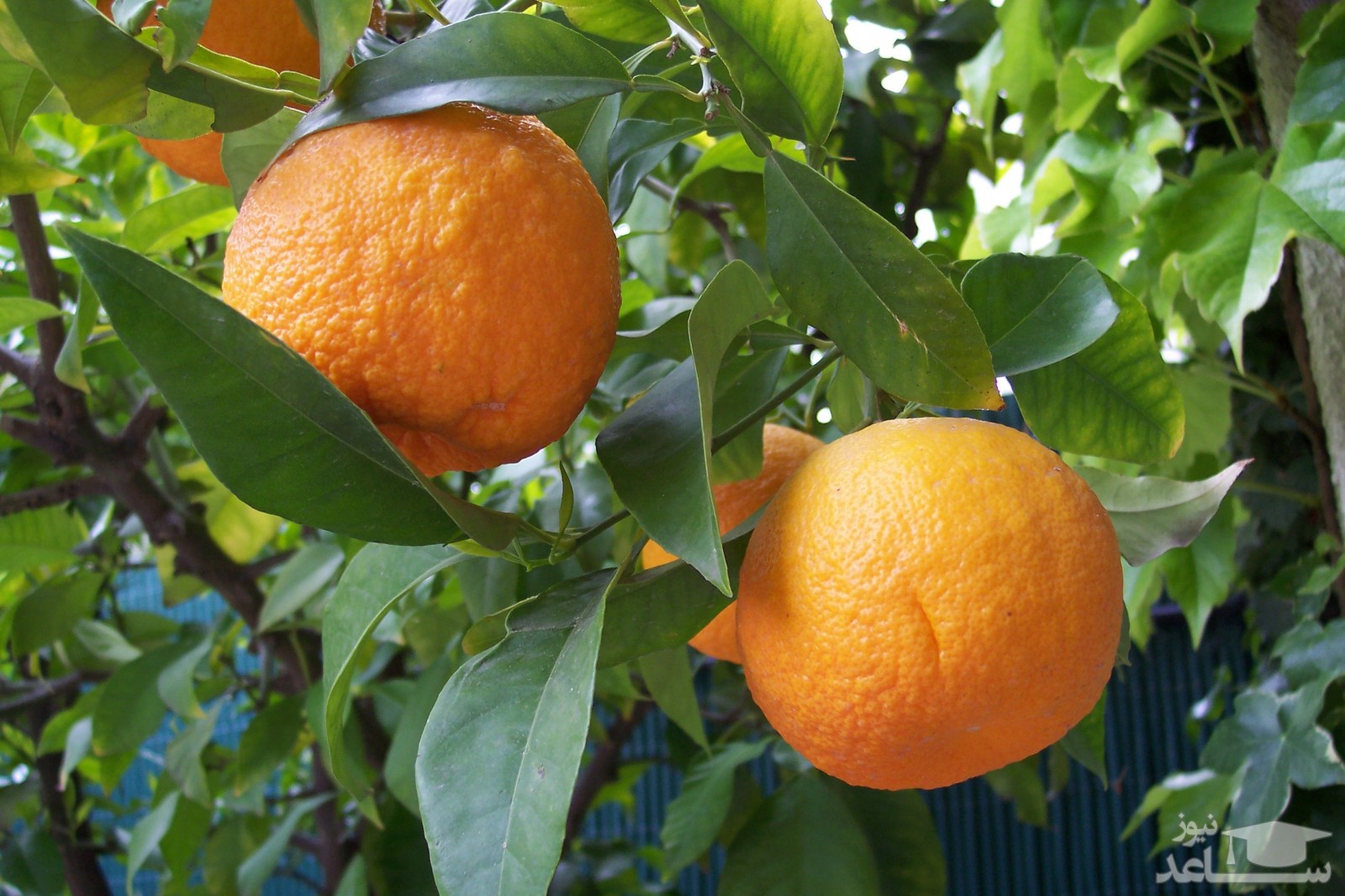 نحوه پرورش و نگهداری درخت نارنج