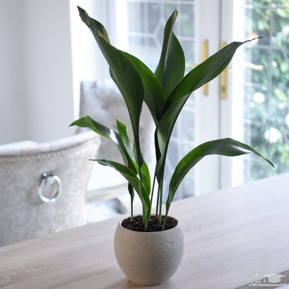 گل برگ عبایی