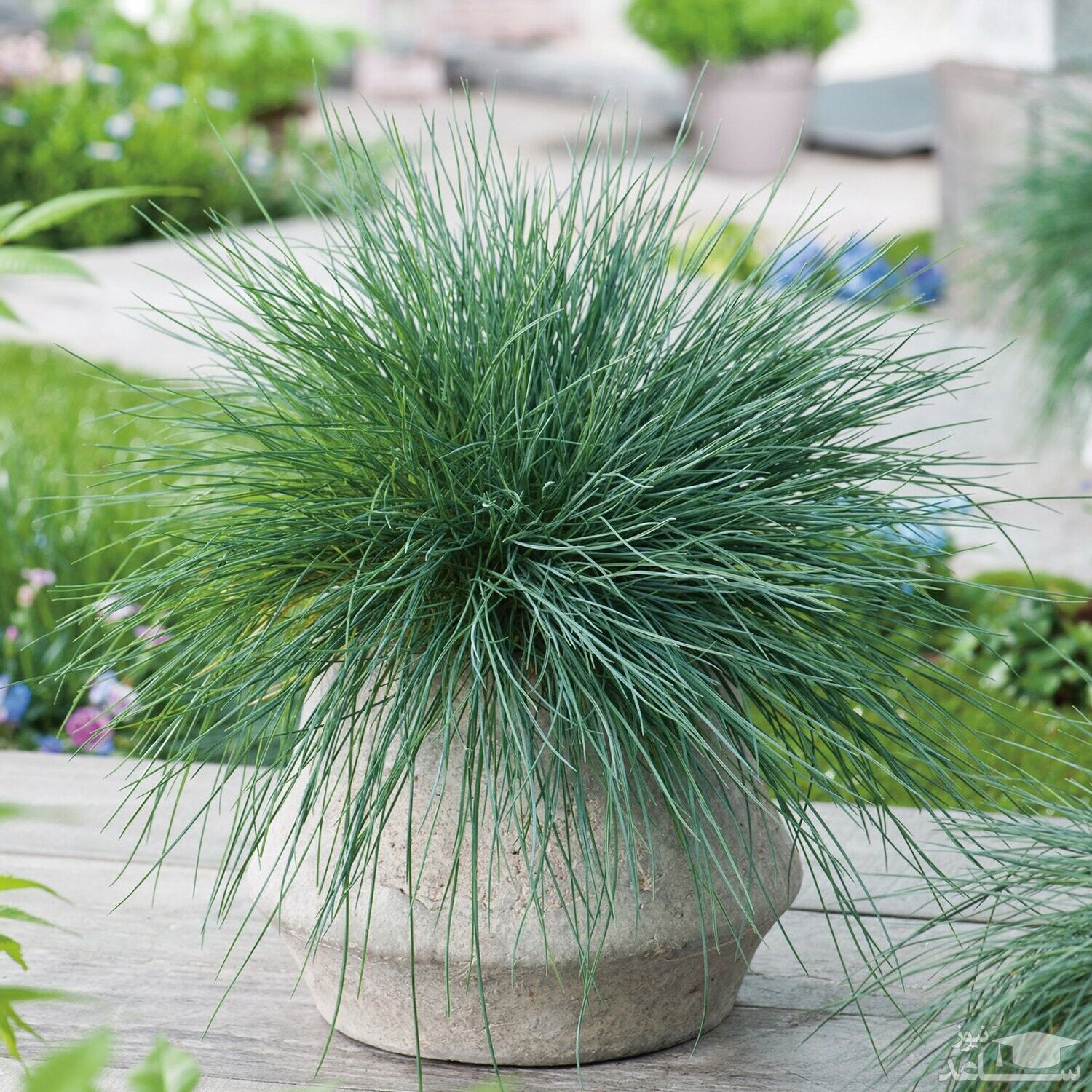 شرایط نگهداری و پرورش گیاه فستوکا آبی