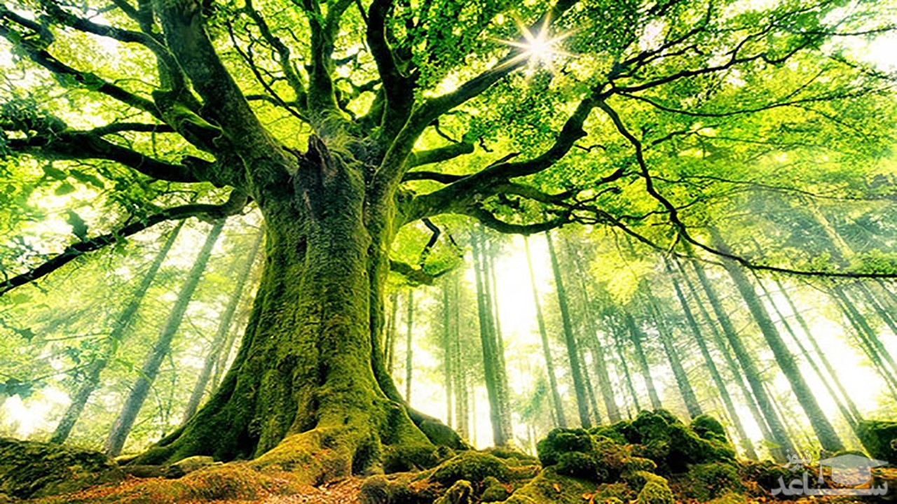 (فیلم) پرت شدن یک پیرمرد بدلکار از بالای درخت به پایین