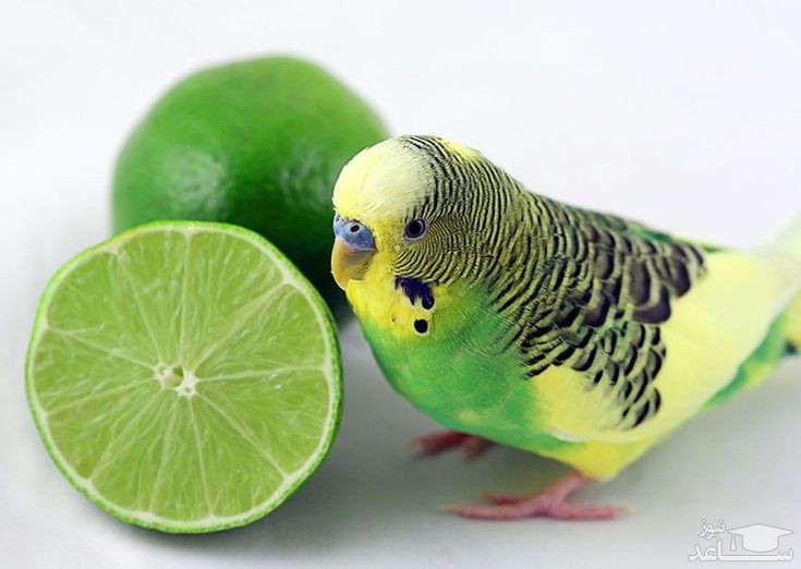 فواید سیر و لیمو برای پرندگان