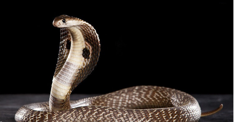 (فیلم) وقتی که مار پیتون خوراک مار کبری غول‌پیکر می‌شود!