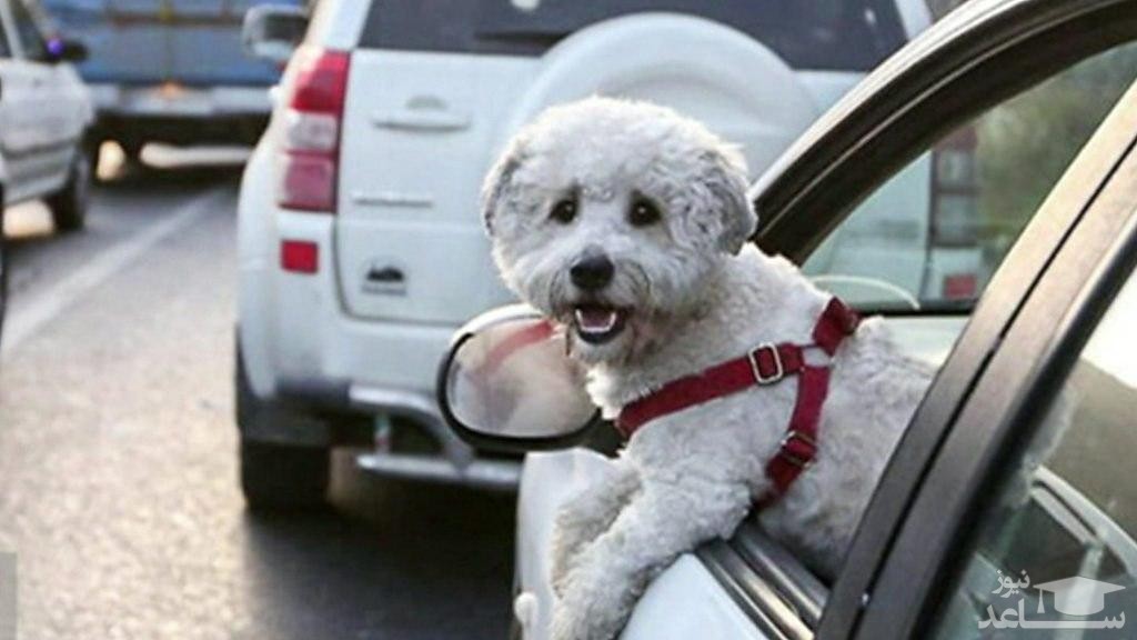 جریمه حمل حیوان در خودرو اعلام شد