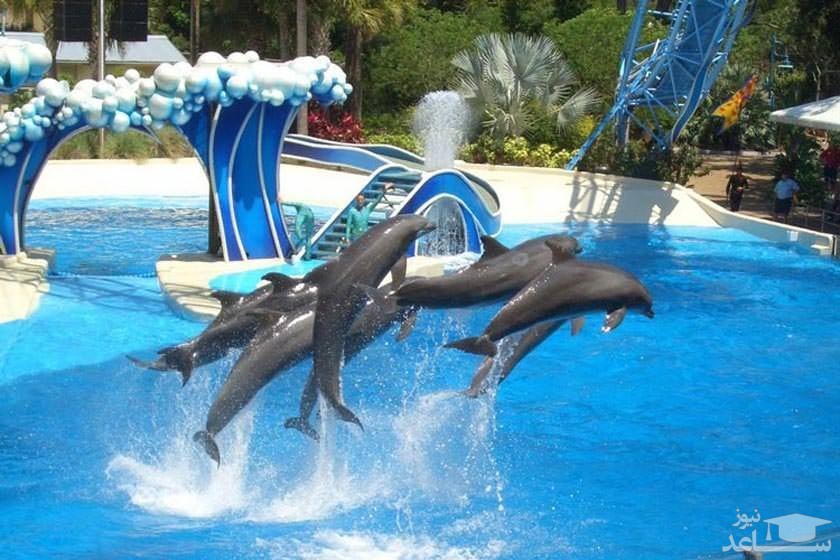 پارک دلفین سیلانیا